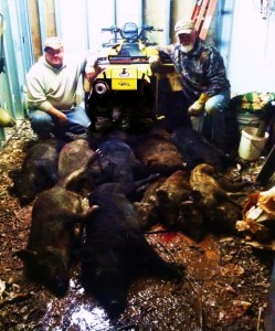 19 Wild Hogs Trapped in One Night