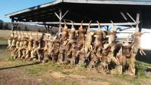 43 Officially Weighed Coyotes