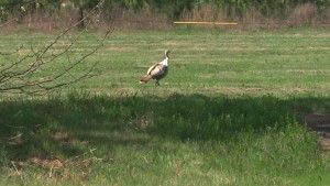 Calico Wild Turkey in the 704